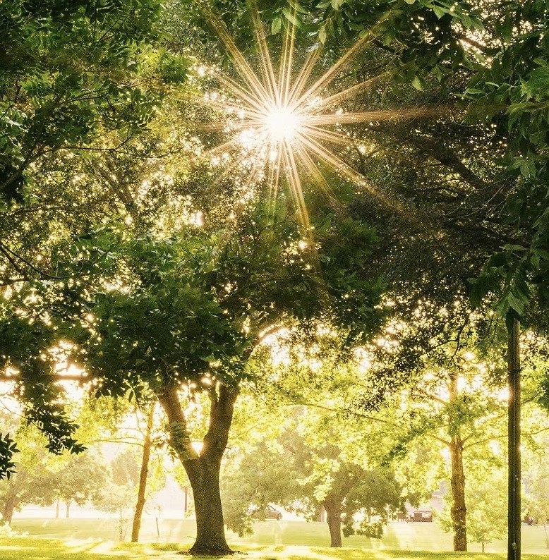 Sunlight through the canopy of a wooded park